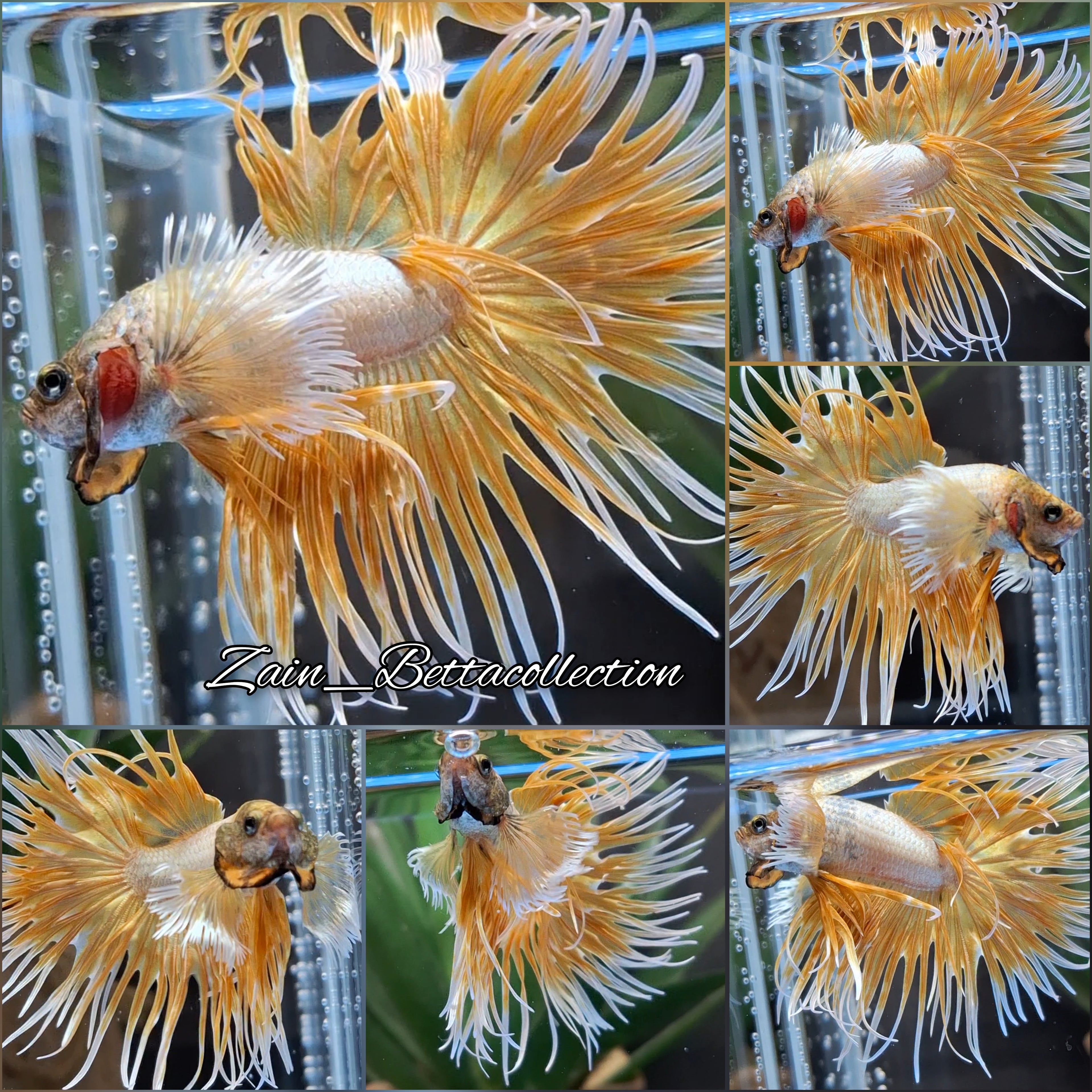 Crowntail Dumbo Ear Gold Butterfly Rare Betta Fish Male