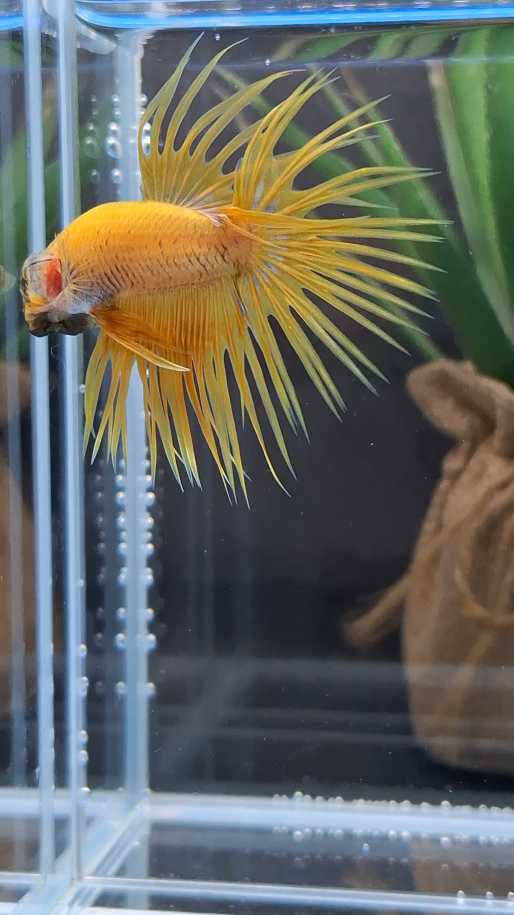 Crowntail Yellow Pineapple Betta Fish Male