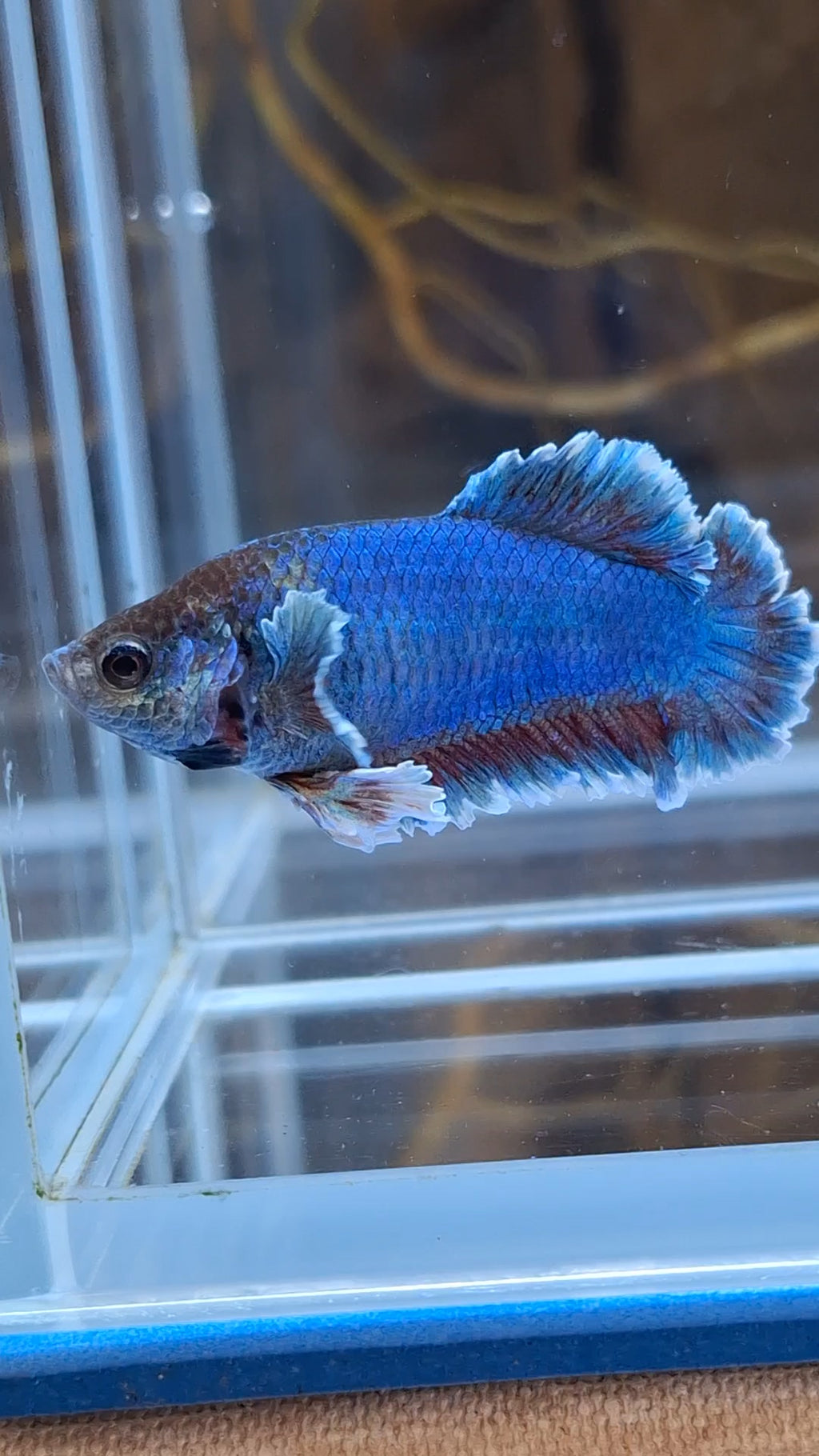 King Feathertail Female Betta Fish For Sorority / Breed