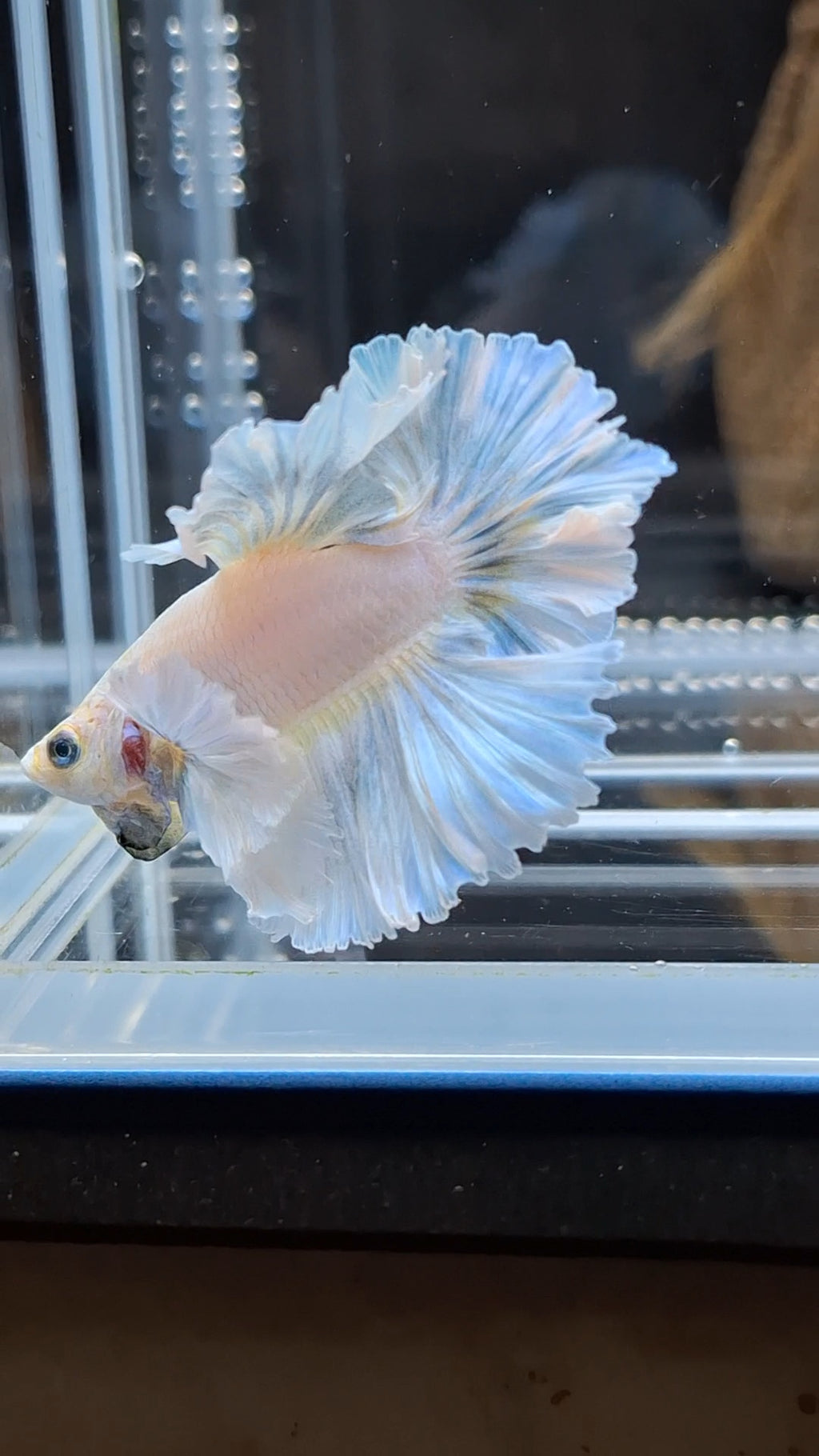 Junior King Feathertail Dumbo Ear Blue Sky Betta Fish Male
