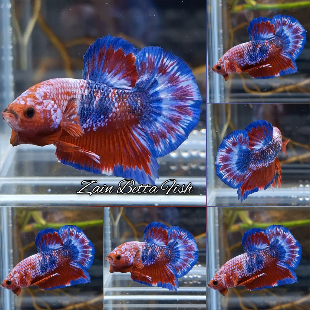 White Scale Fancy Plakat HMPK Betta Fish Male