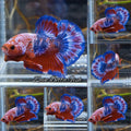 White Scale Fancy Plakat HMPK Betta Fish Male