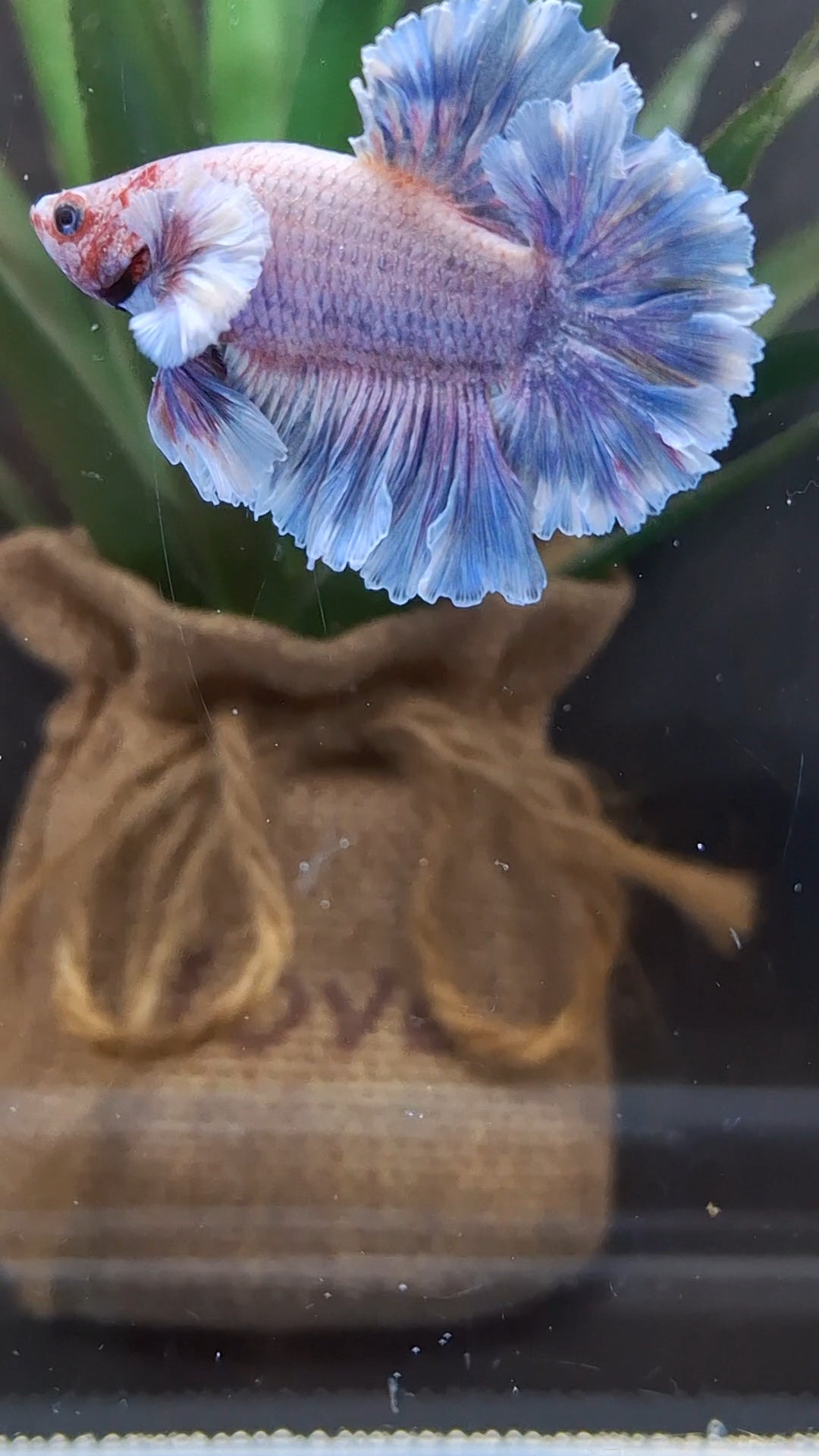Junior King Feathertail Dumbo Ear Grizzle Purple Wash Betta Fish Male