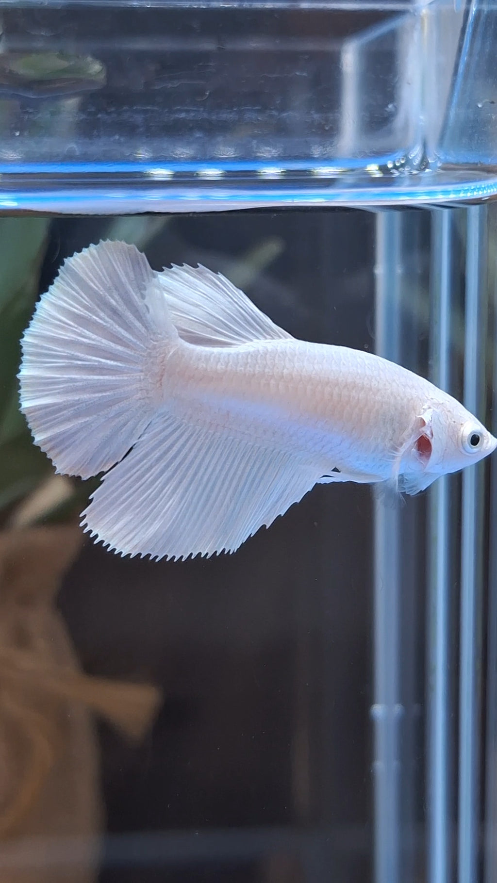 Halfmoon White Platinum Female Betta Fish For Sorority and Breed