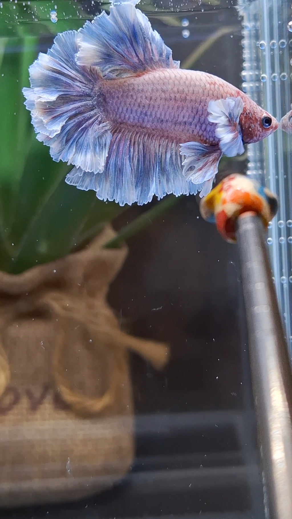 Junior King Feathertail Dumbo Ear Grizzle Purple Wash Betta Fish Male
