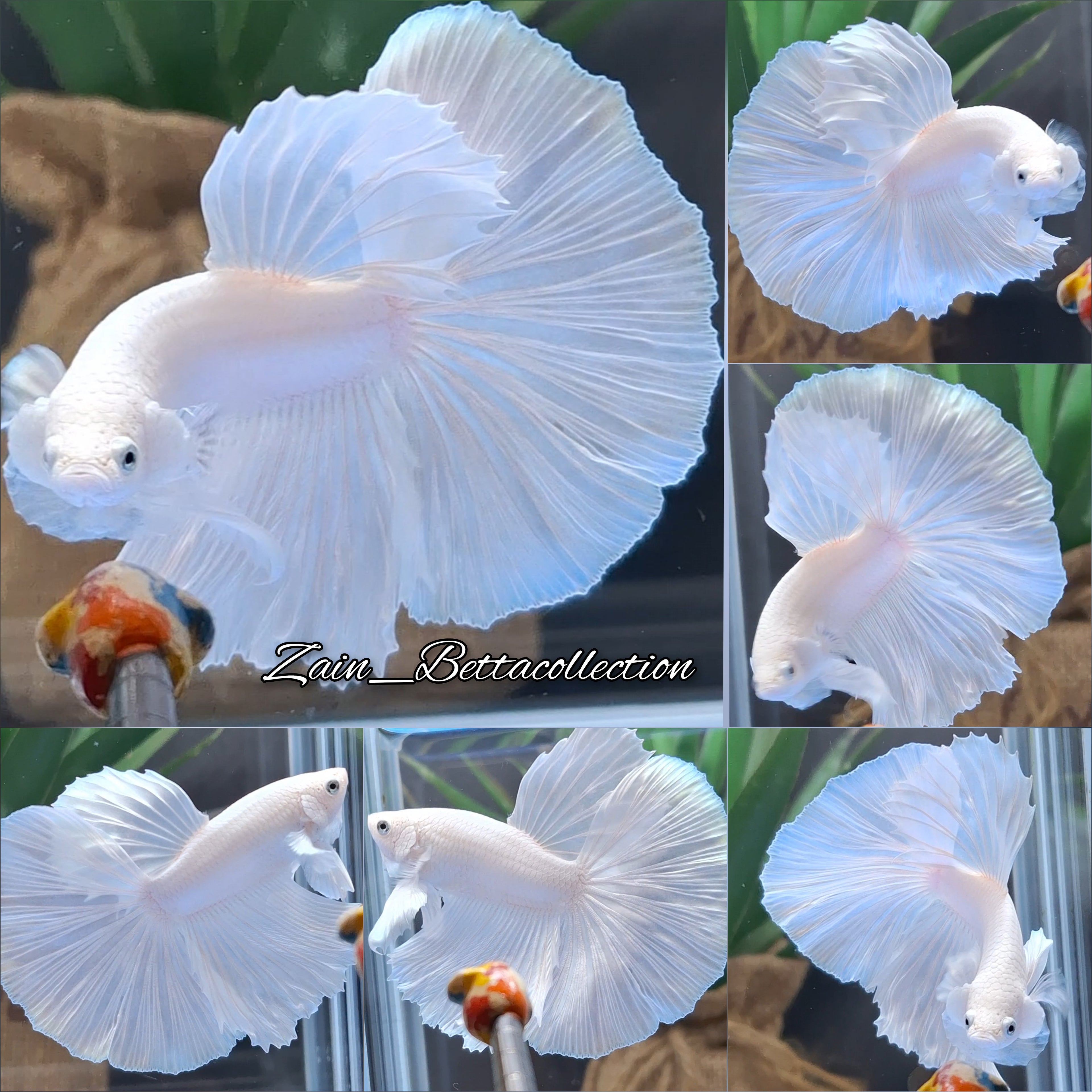 OHM Halfmoon White Platimum Betta Fish Male