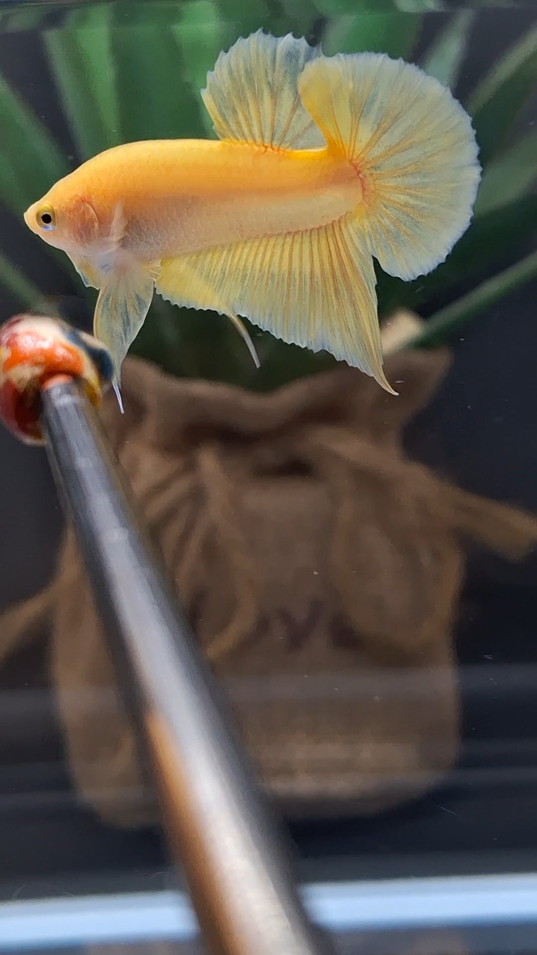 Junior Yellow Solid Color Plakat HMPK Betta Fish Male