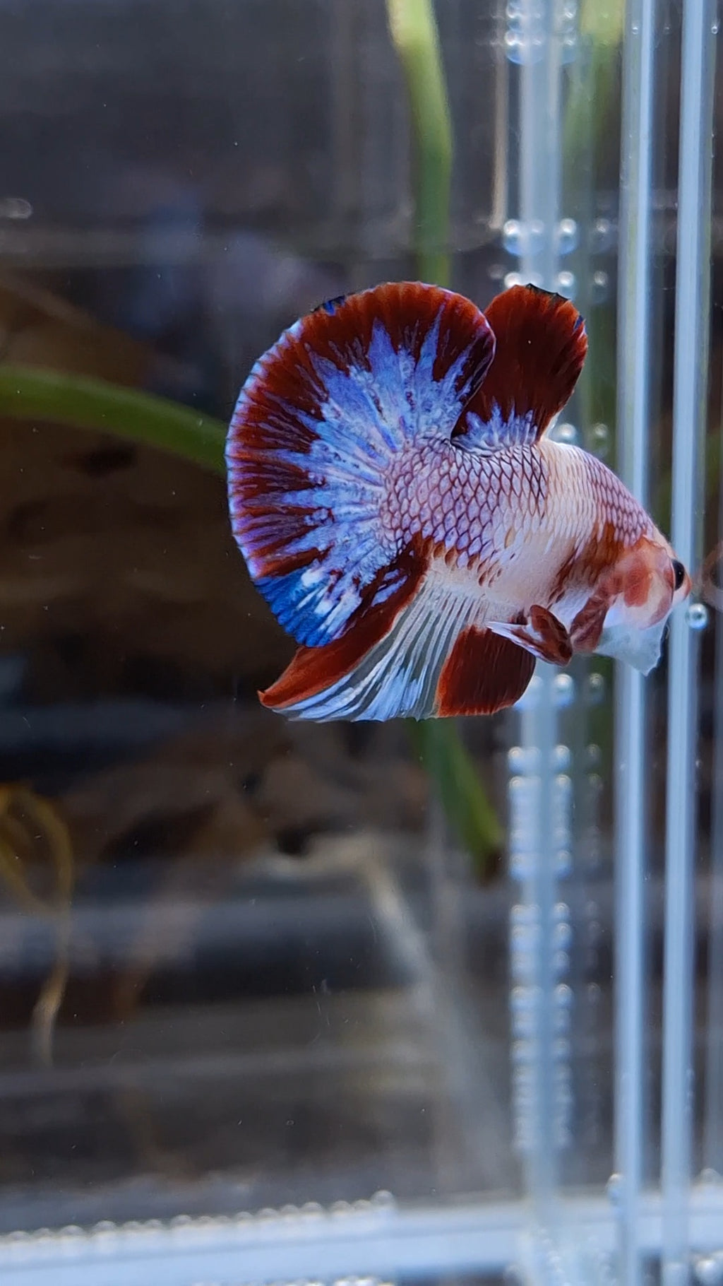Purple Unique Color AOC Rare Plakat HMPK Betta Fish Male