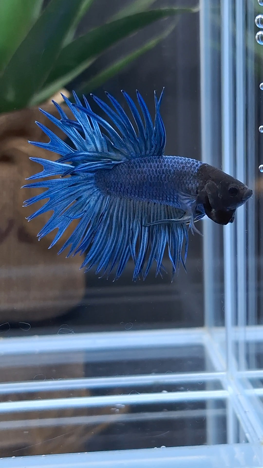 Crowntail Blue Betta Fish Male