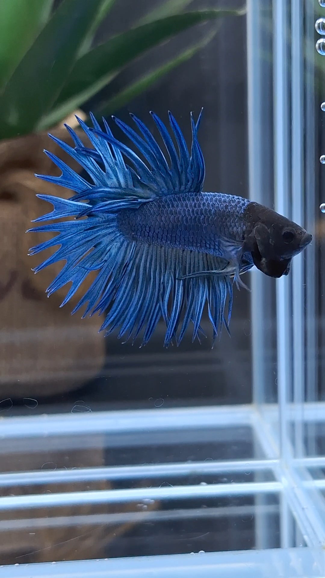 Crowntail Blue Betta Fish Male