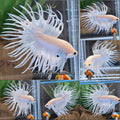 Crowntail White Platinum Betta Fish Male