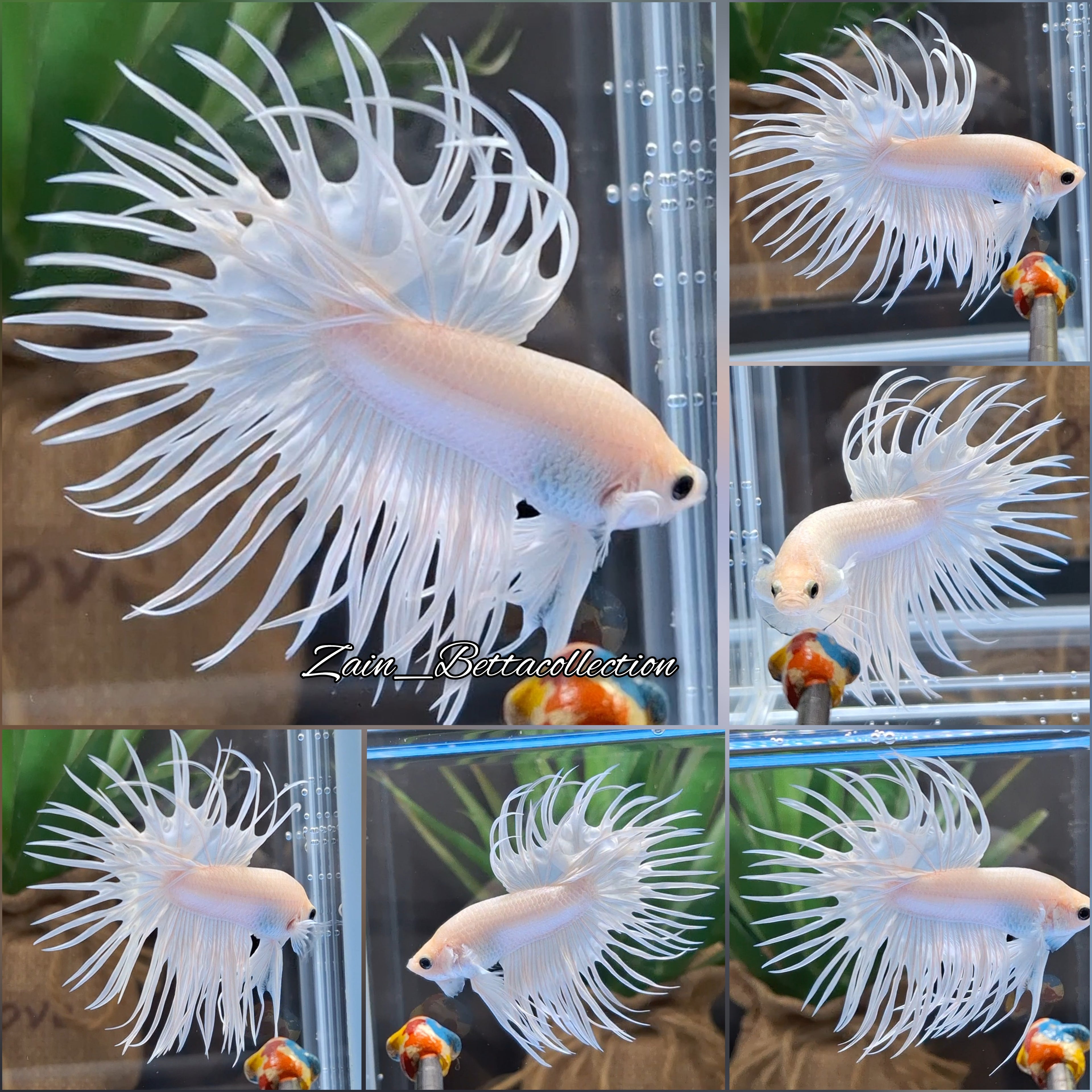Crowntail White Platinum Betta Fish Male