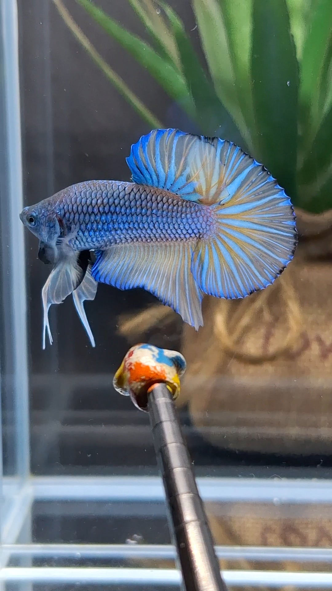Mustard Gas Big Tail HMPK Betta Fish Male