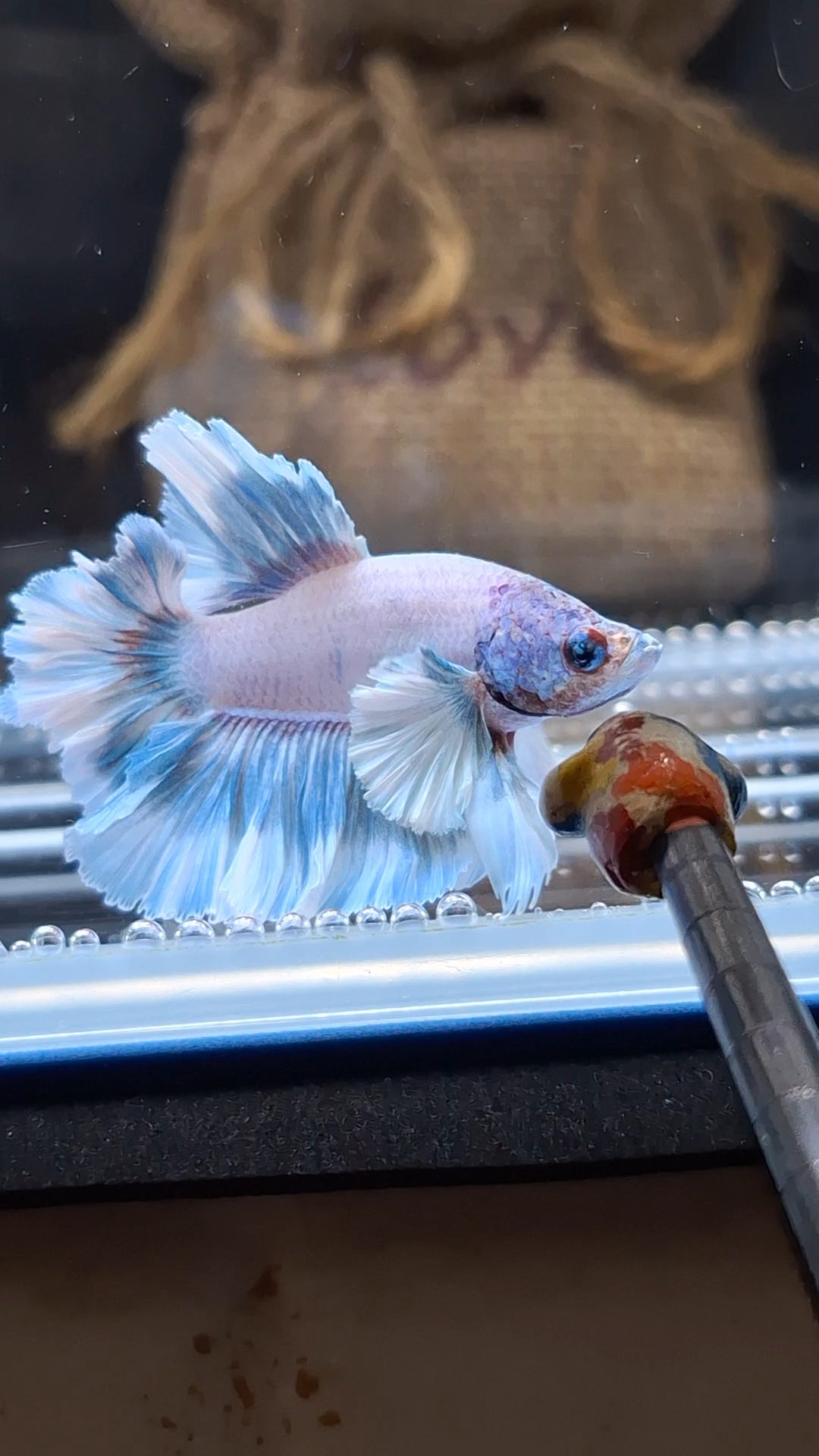 Junior King Feathertail Dumbo Ear Blue Sky Betta Fish Male