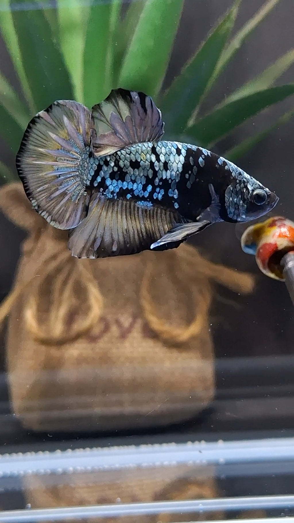 Black Star Galaxy Yellow Copper Gold Avatar Plakat HMPK Betta Fish Male