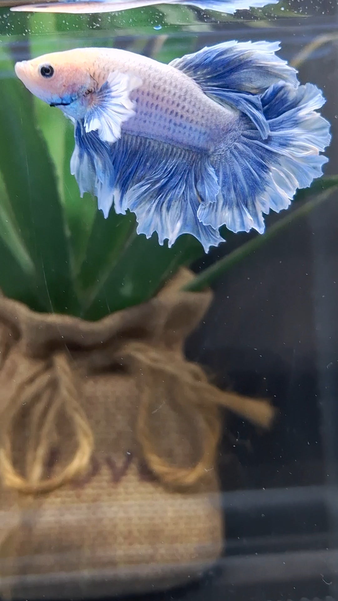 Halfmoon Feathertail Dumbo Grizzle Betta Fish Male