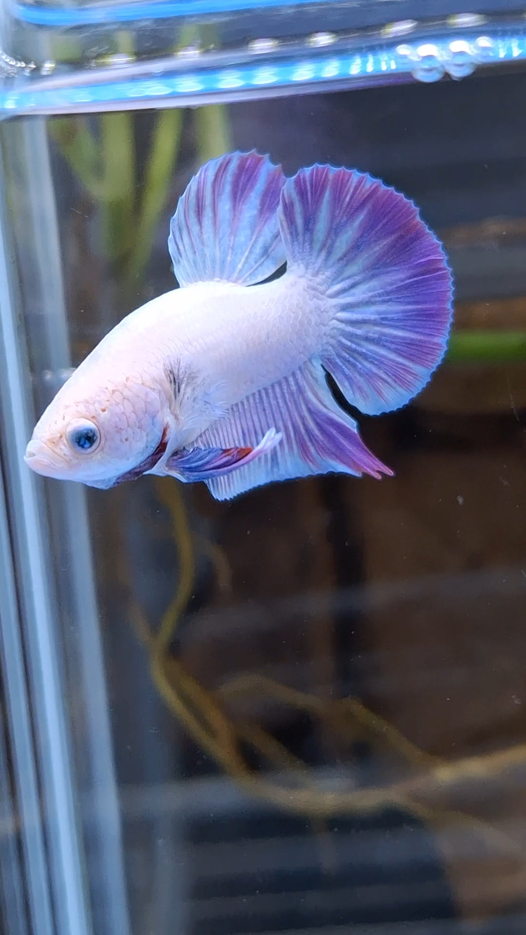 Hologram Aurora Pink Purple Plakat HMPK Rare Betta Fish Male