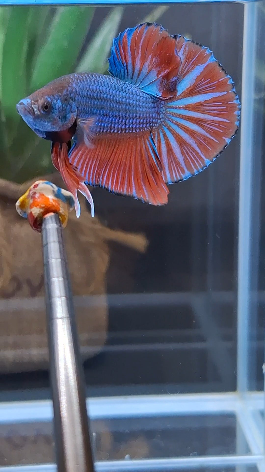 Big Tail Startail HMPK Betta Fish Male