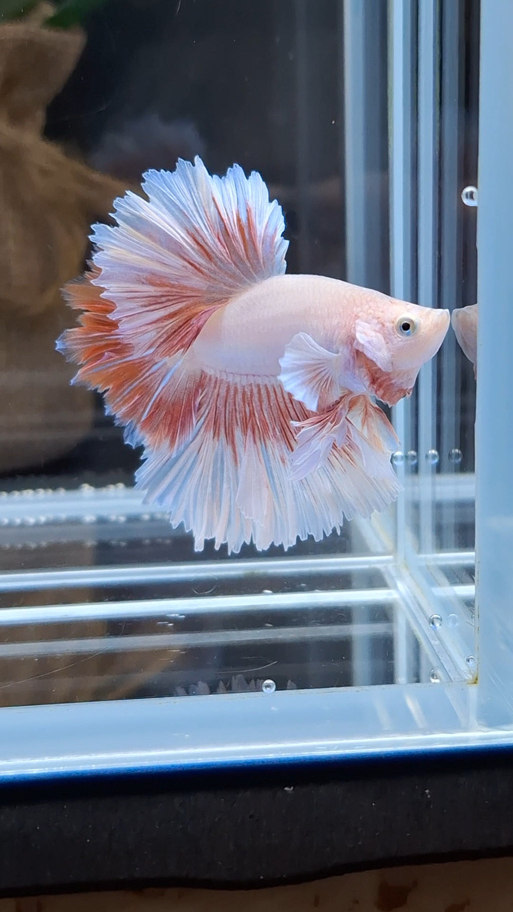 Feathertail Pink Butterfly Betta Fish Male