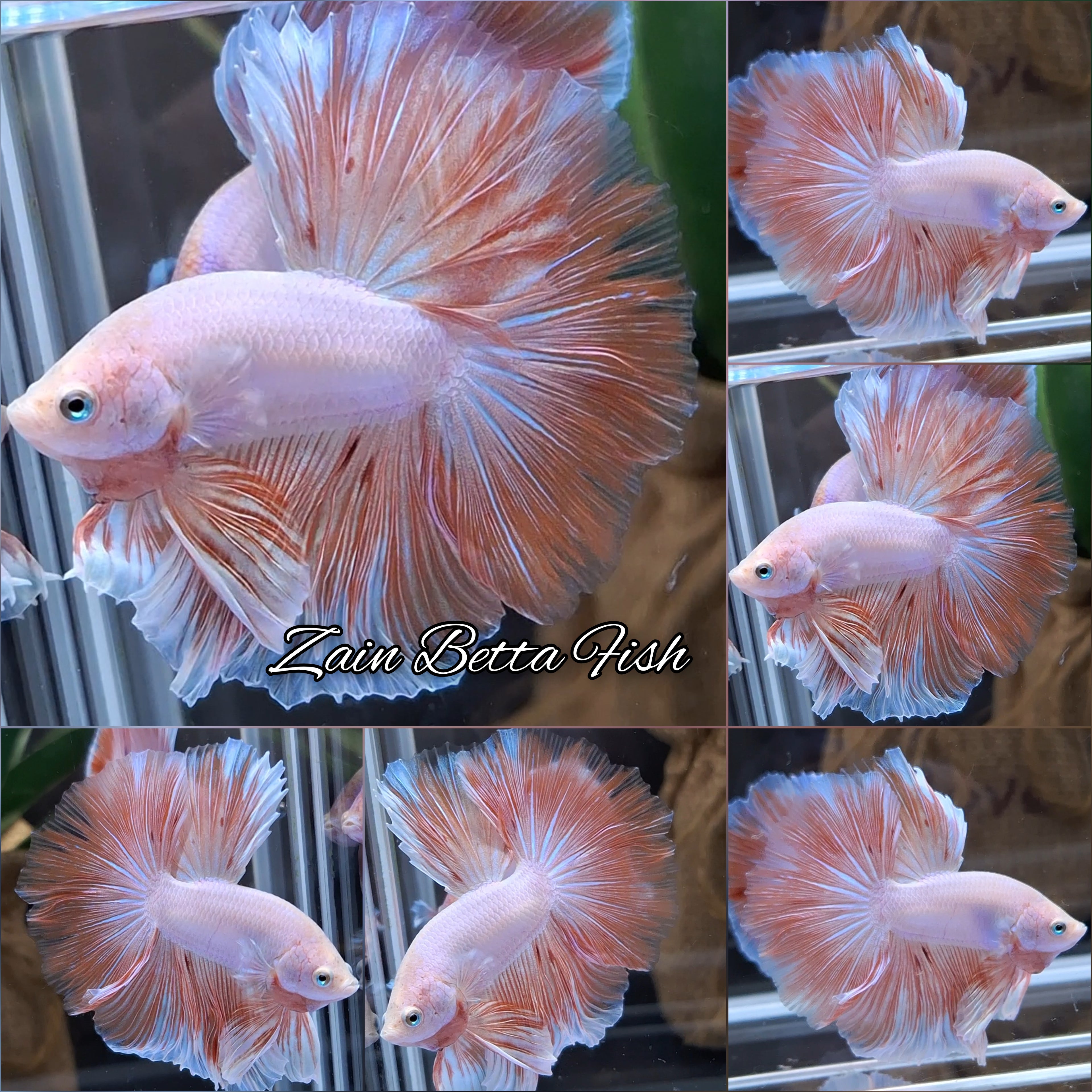 Halfmoon Pink Sweet Color Betta Fish Male
