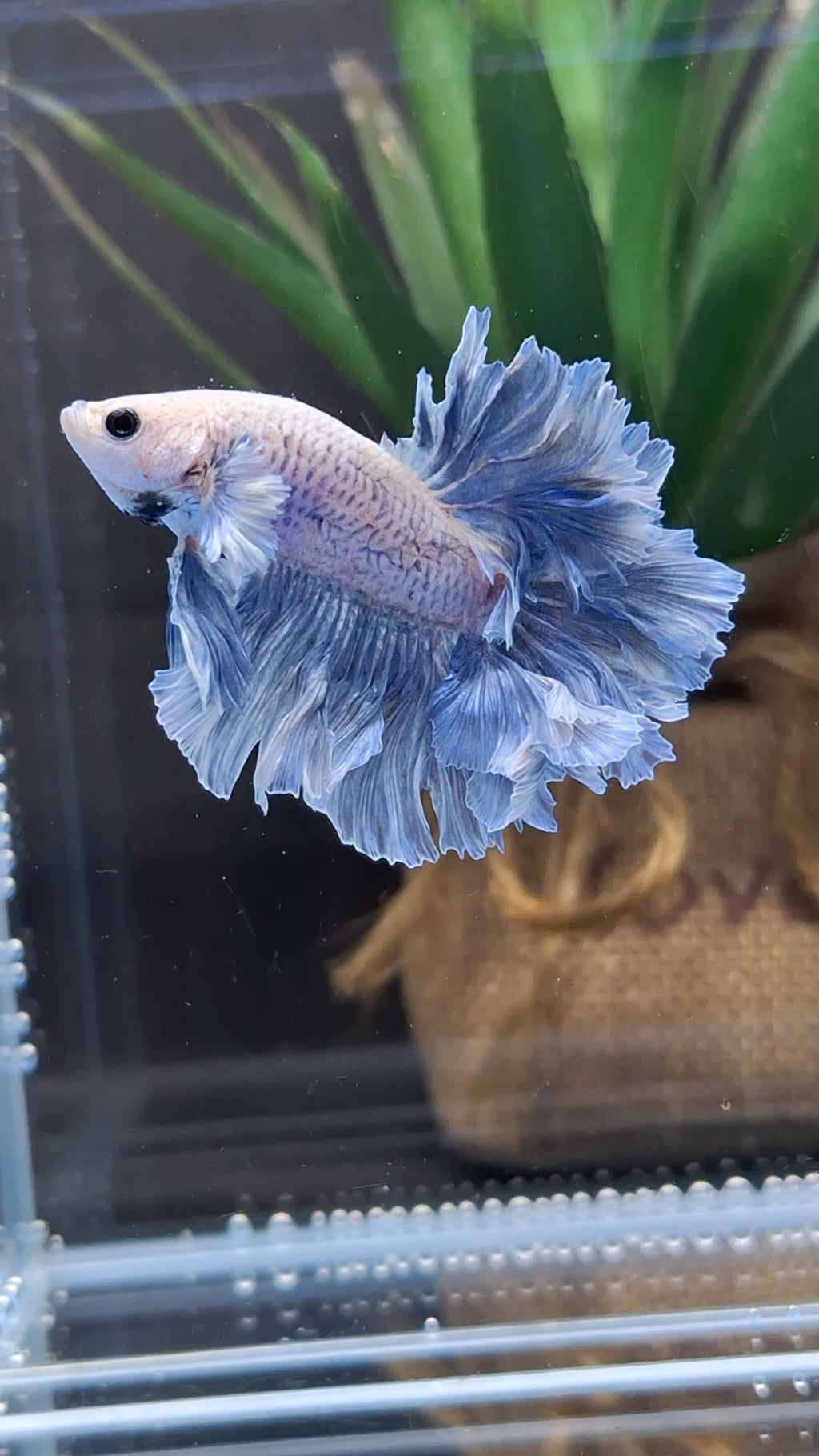 Halfmoon King Feathertail Grizzle Betta Fish Male