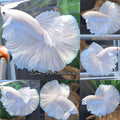 OHM Halfmoon White Platimum Betta Fish Male