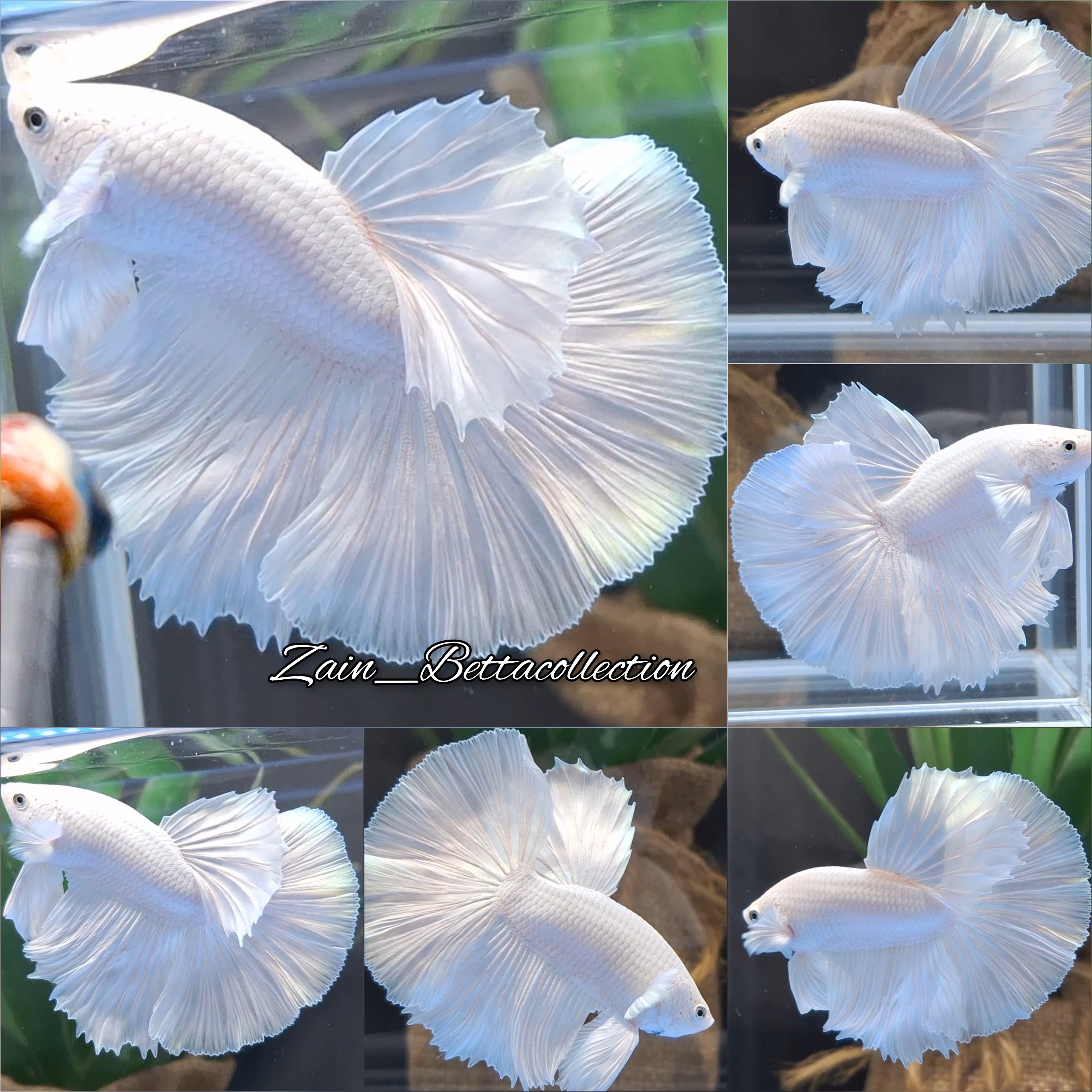 OHM Halfmoon White Platimum Betta Fish Male