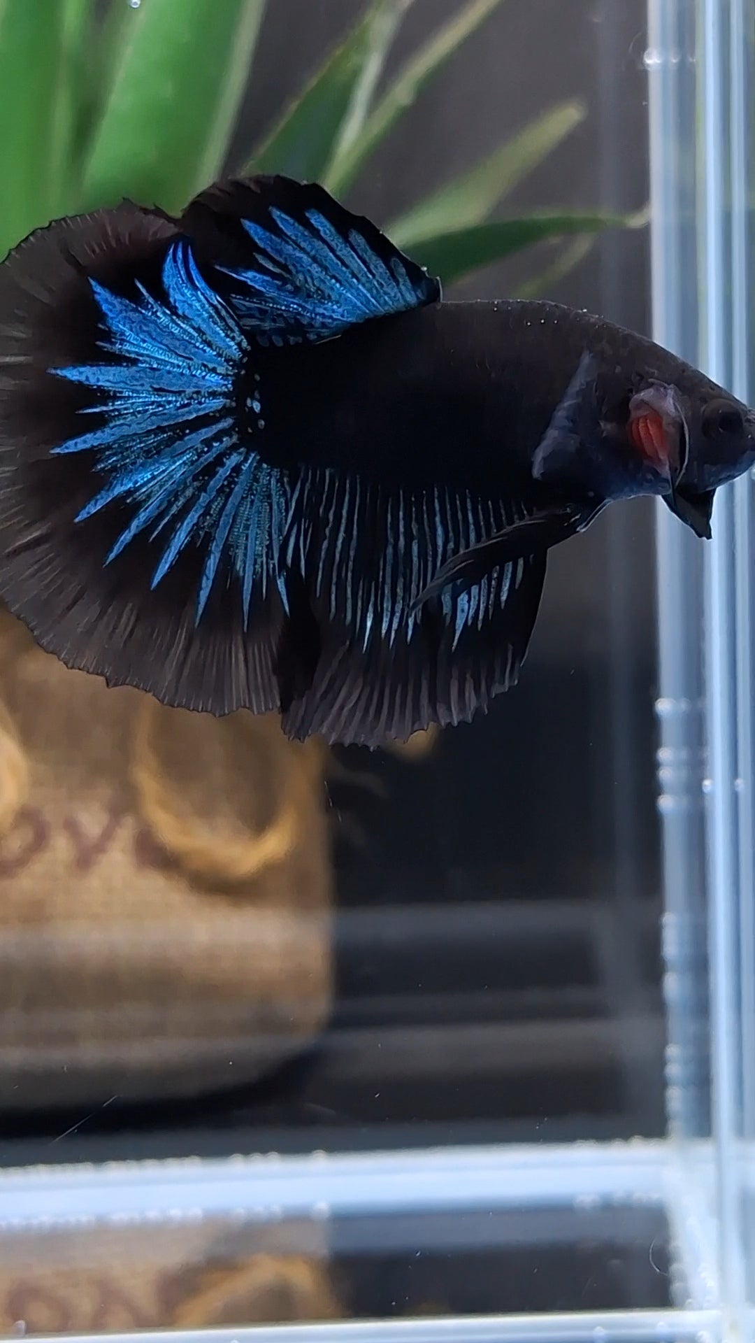 Halfmoon Blue Black Light Avatar Premium Betta Fish Male