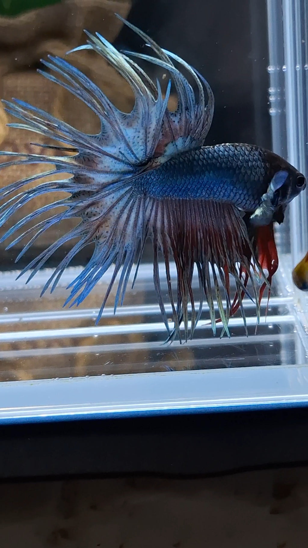 Crowntail Copper Black Head Premium Betta Fish Male