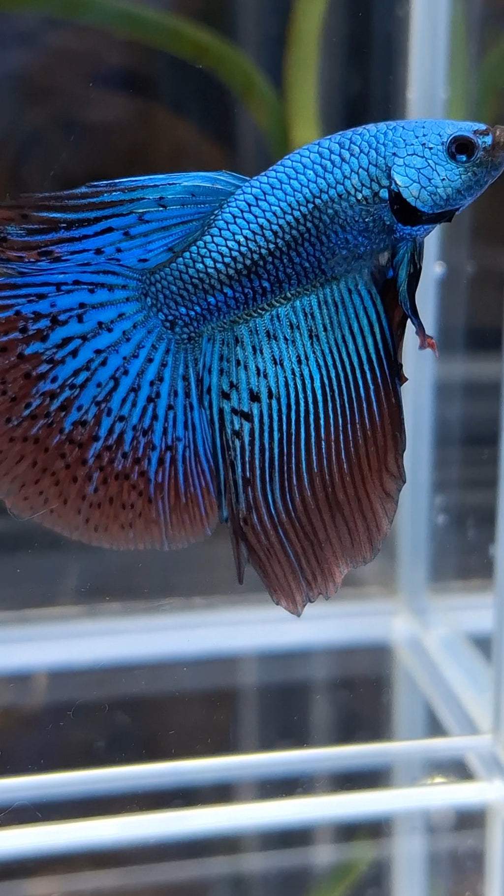 Premium Halfmoon Rare Alien Green Wild Betta Fish Male