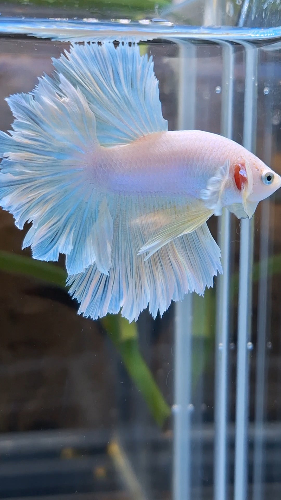 Halfmoon Feathertail Unicorn Betta Fish Male