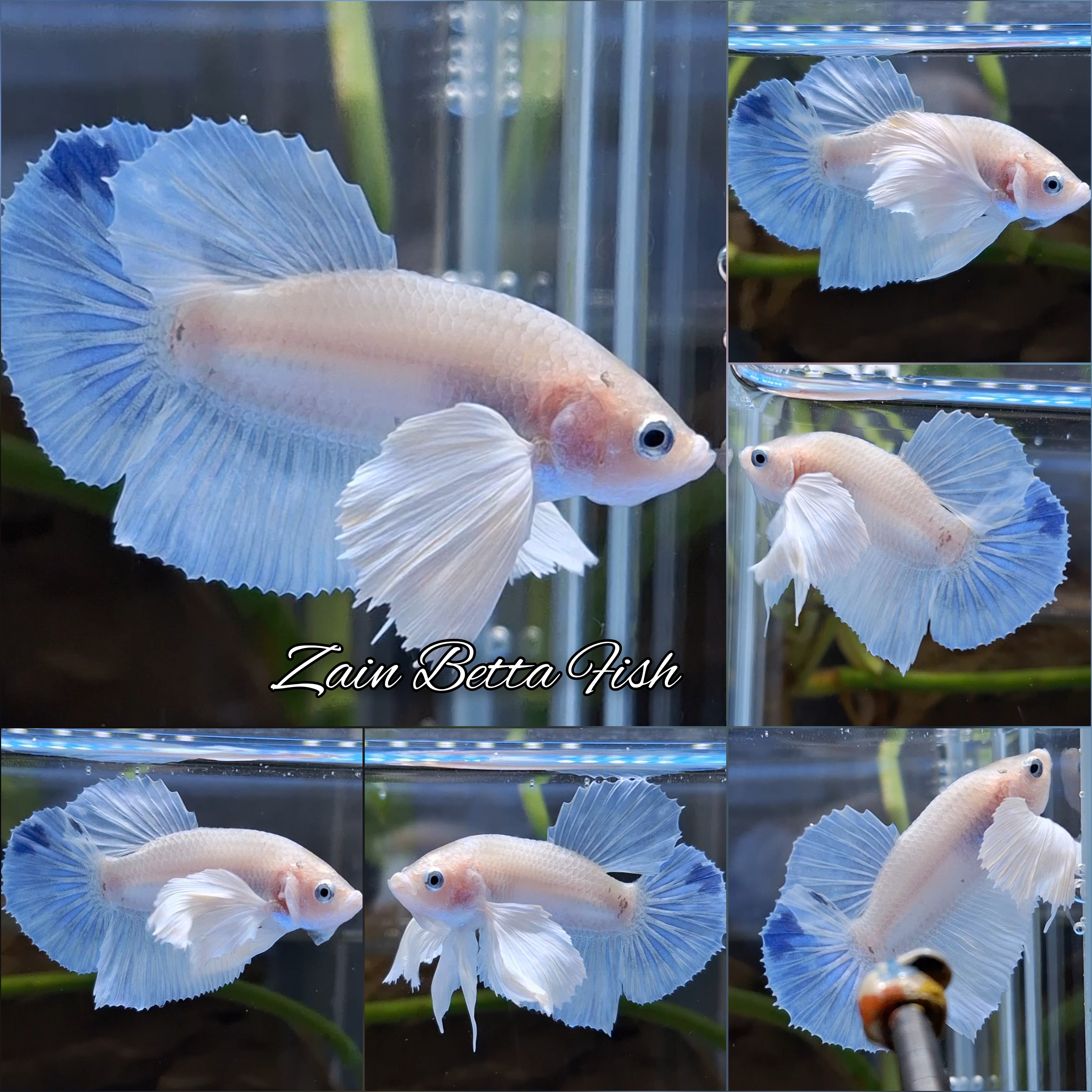 Dumbo Ear White Unicorn Plakat HMPK Betta Fish Male