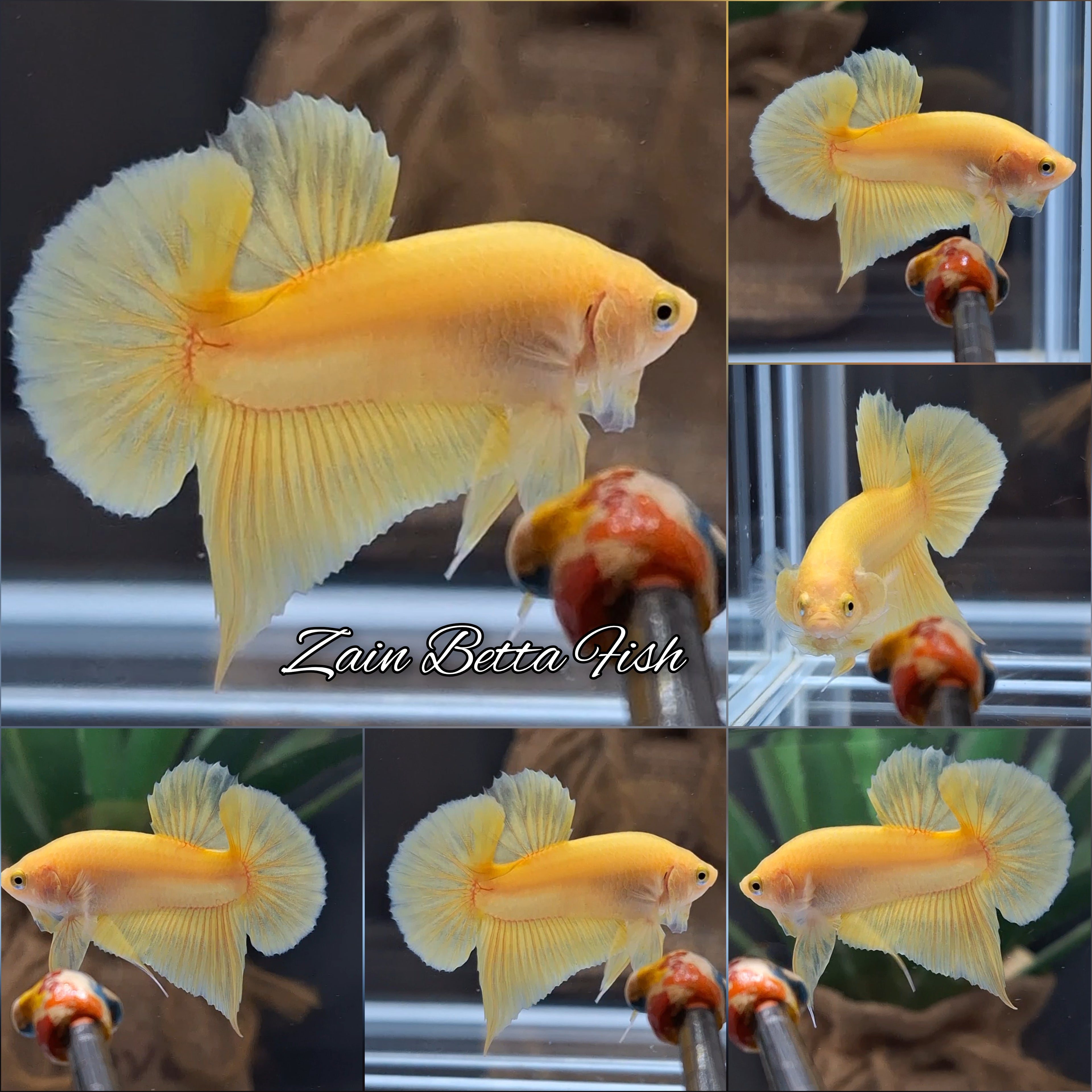 Junior Yellow Solid Color Plakat HMPK Betta Fish Male