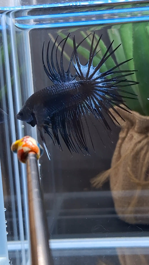 Crowntail Black Orchid Betta Fish Male