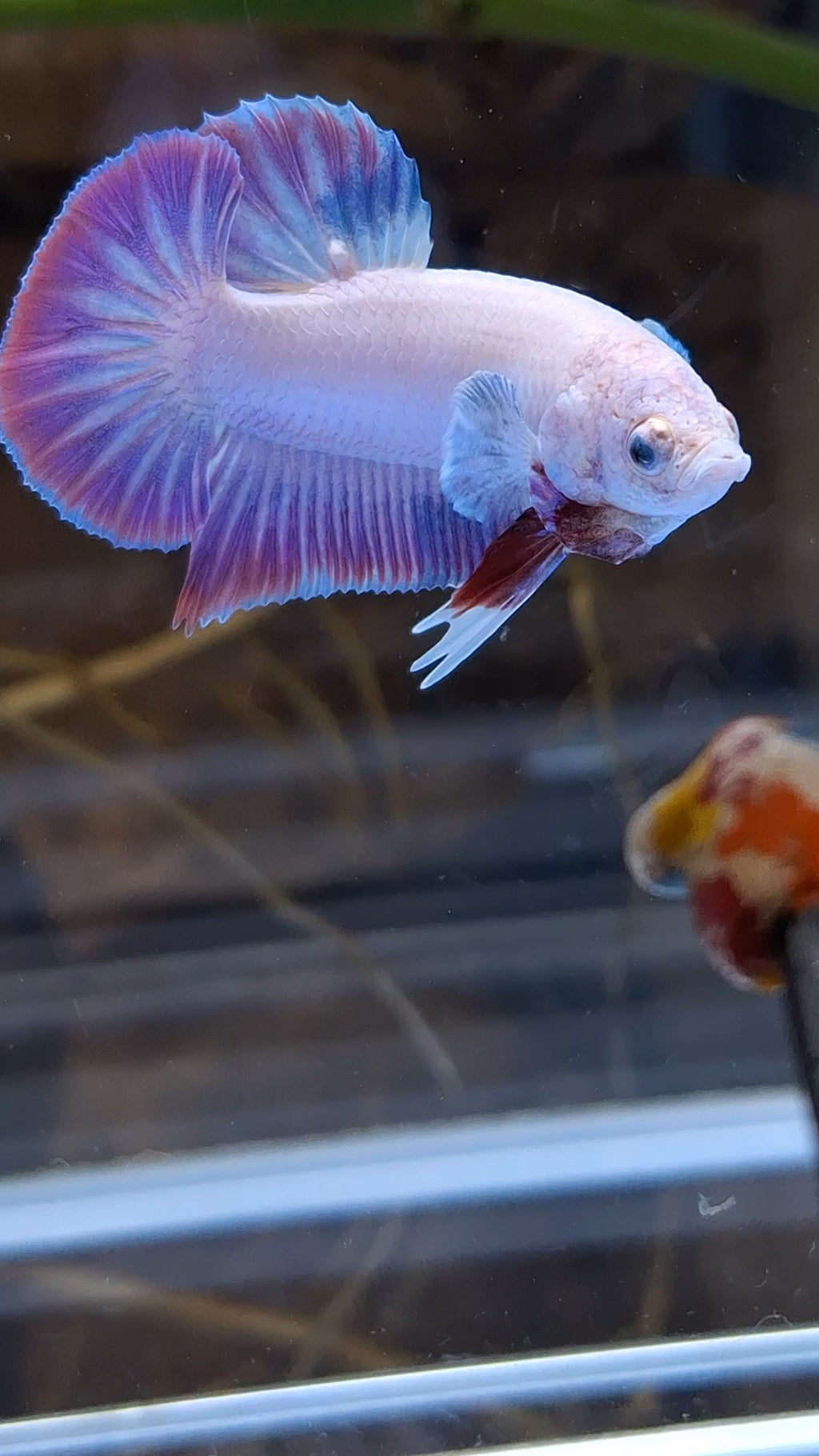 Hologram Aurora Pink Purple Plakat HMPK Rare Betta Fish Male