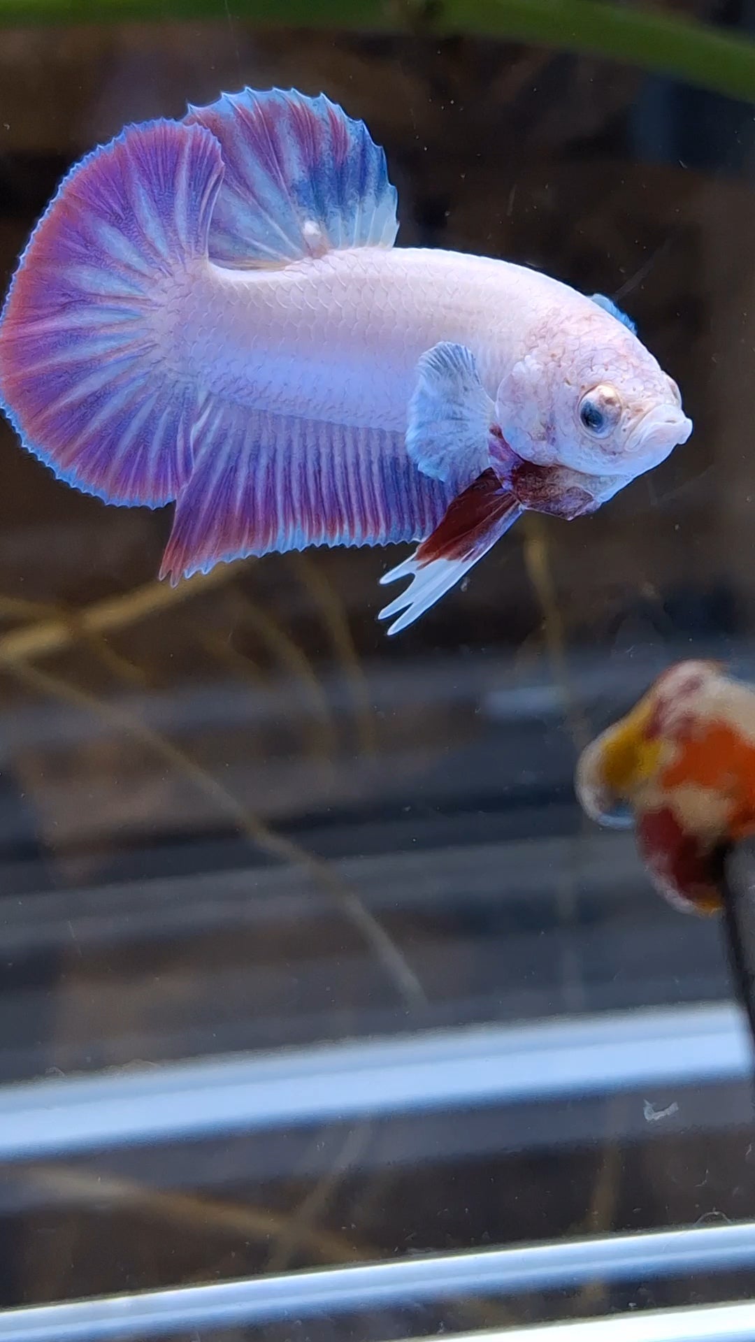 Hologram Aurora Pink Purple Plakat HMPK Rare Betta Fish Male