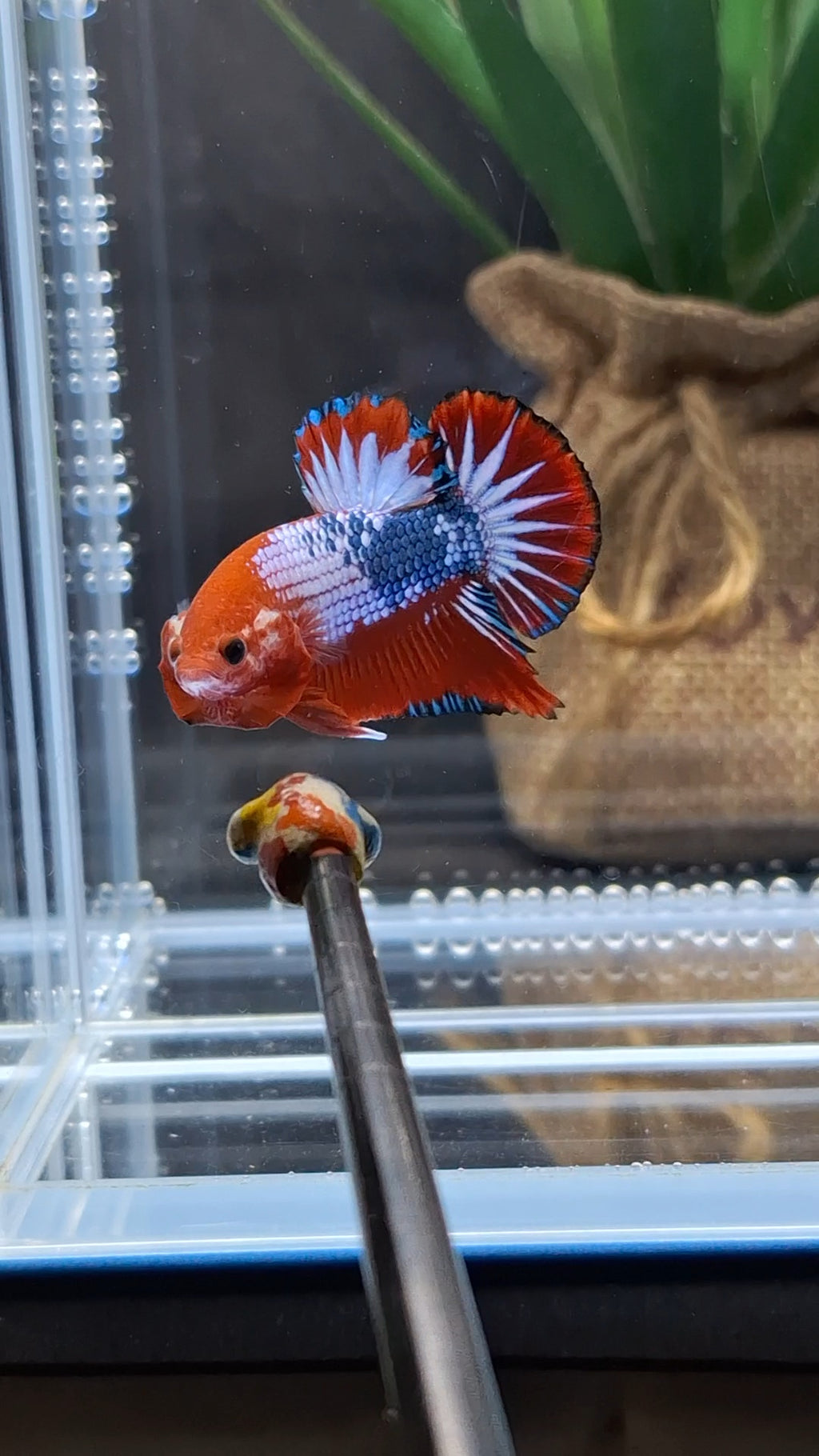 Red Fancy Star Tail White Scale Plakat HMPK Betta Fish Male