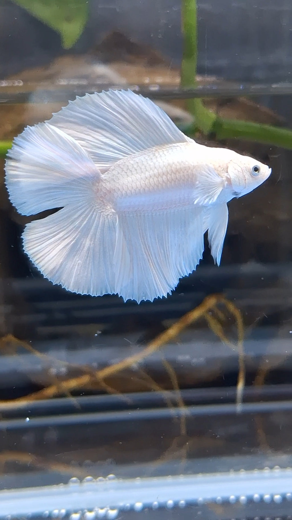 Halfmoon Double Tail White Platinum Betta Fish Male