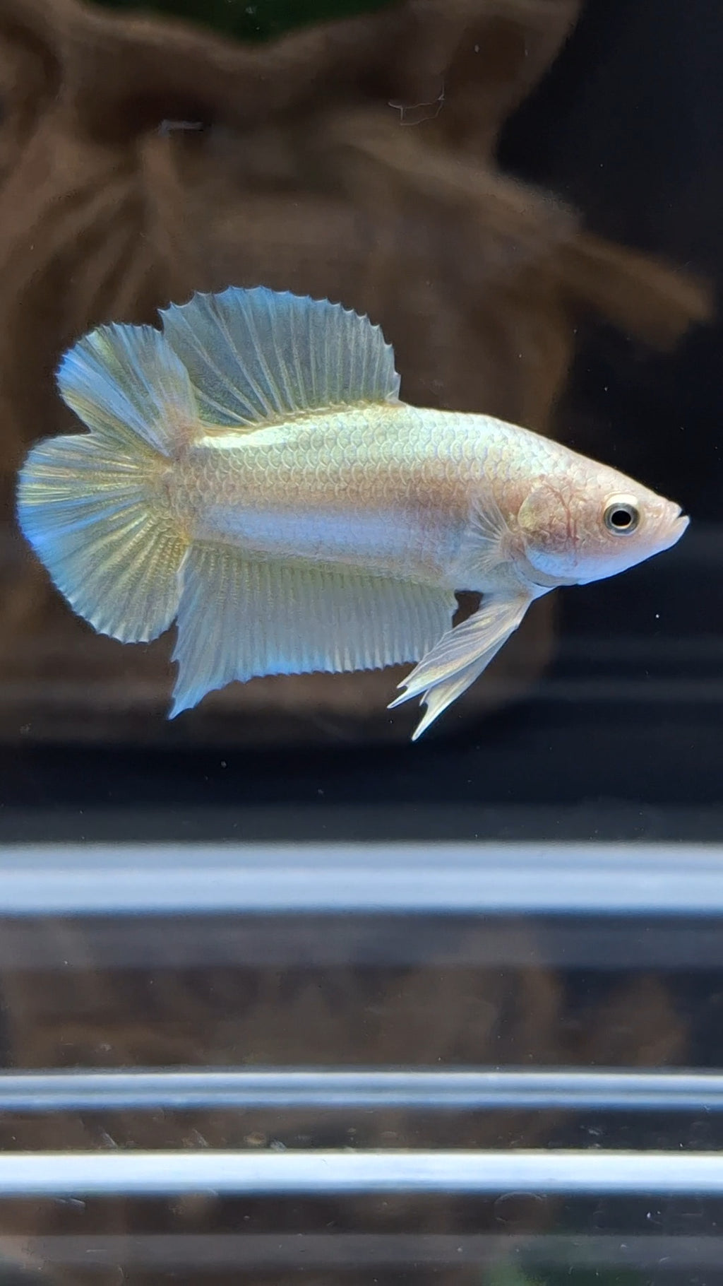 Junior Gold Double Tail Plakat DTPK HMPK Betta Fish Male