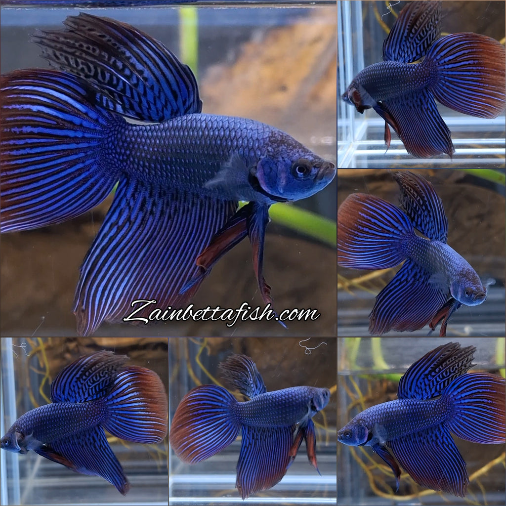 Alien Long Fins Blue Delta Tail Rare Wild Betta Fish Male