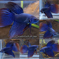 Alien Long Fins Blue Delta Tail Rare Wild Betta Fish Male