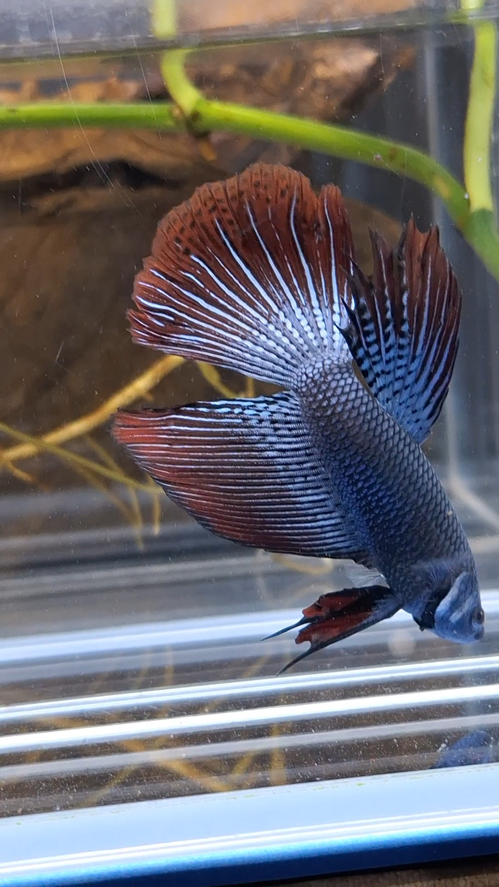 Alien Long Fins Steel Blue Delta Tail Rare Wild Betta Fish Male