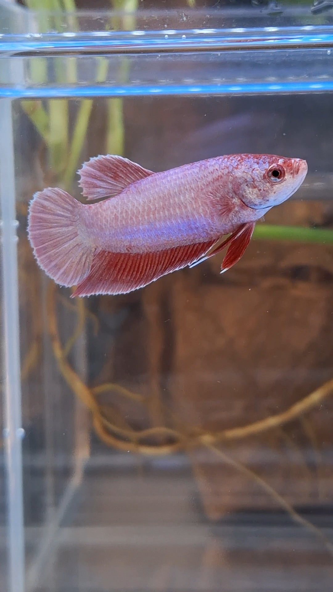 Purple Pink Aurora Plakat HMPK Female Betta Fish For Sorority / Breed