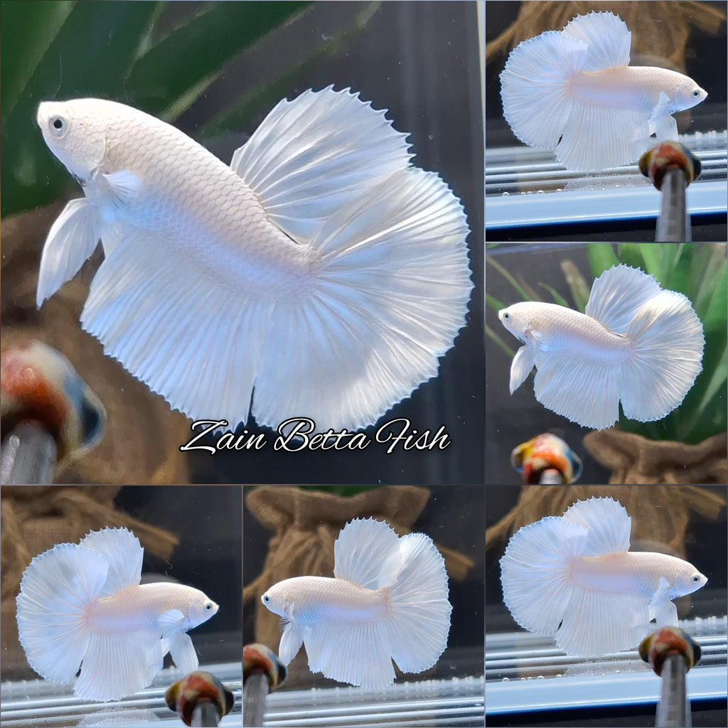 Halfmoon White Platinum Betta Fish Male
