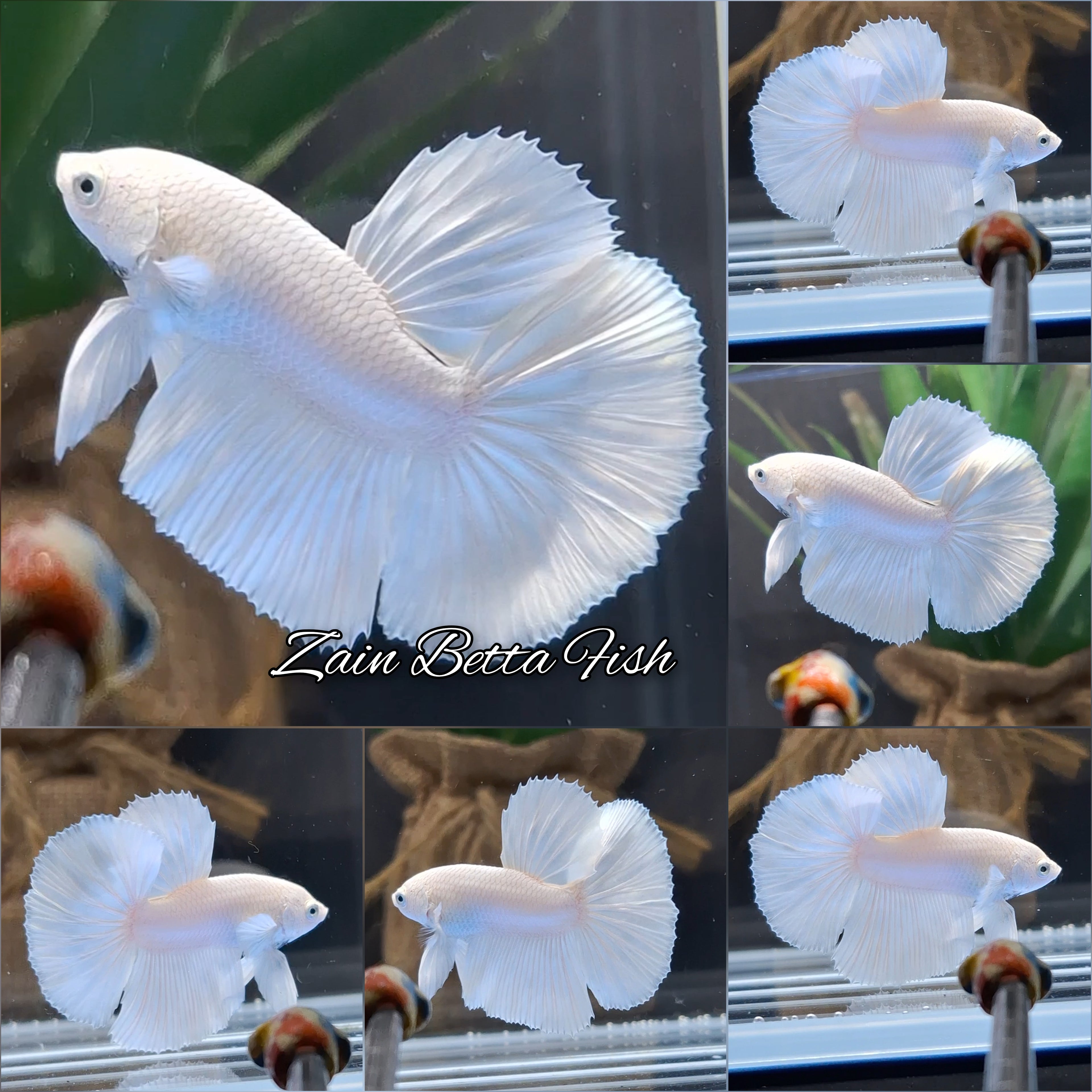 Halfmoon White Platinum Betta Fish Male