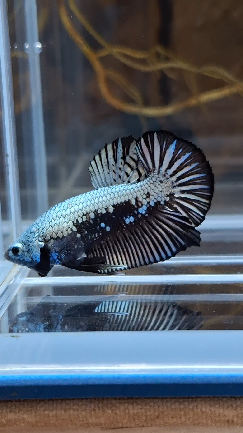 Samurai Plakat HMPK Betta Fish Male