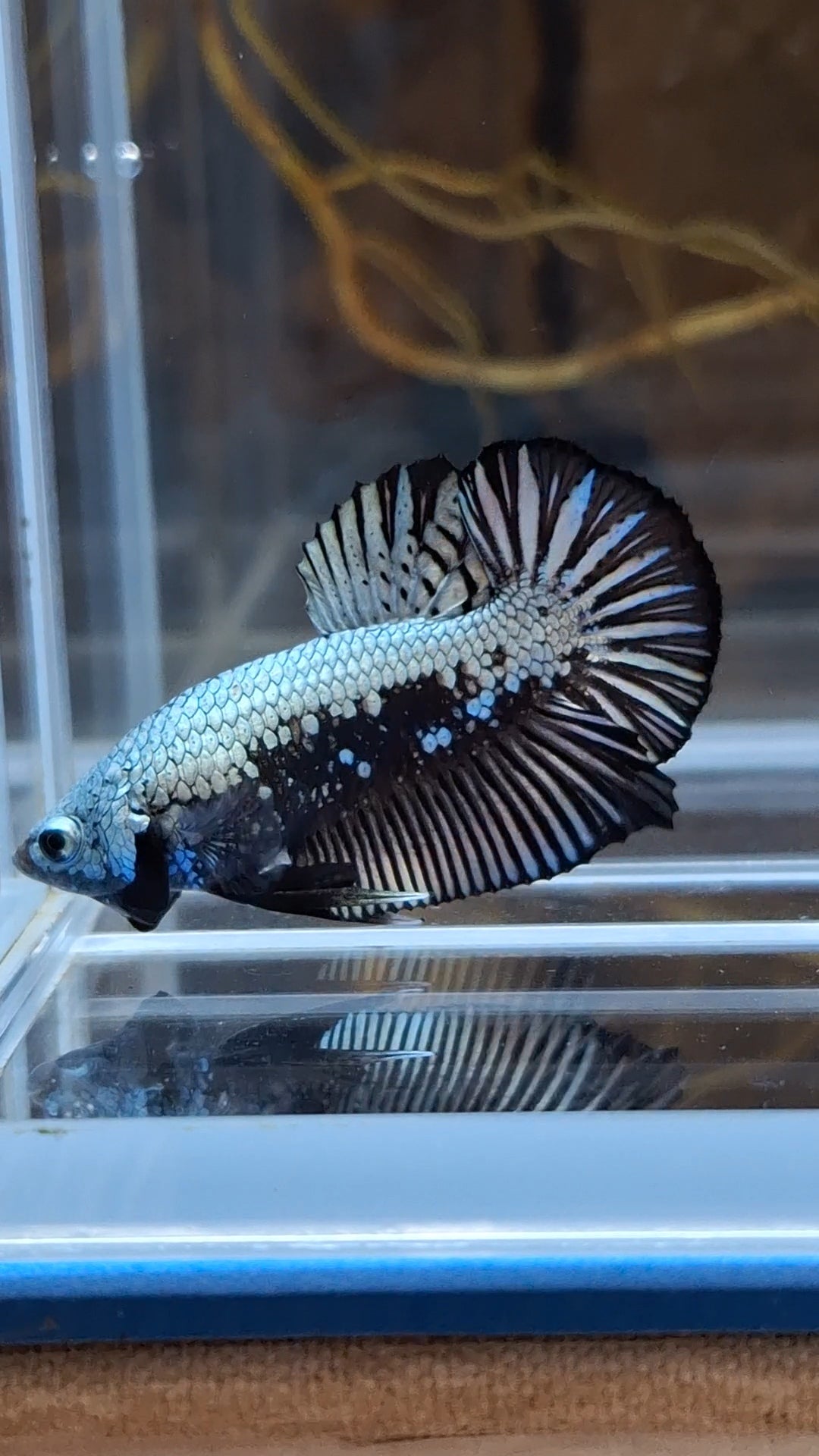 Samurai Plakat HMPK Betta Fish Male