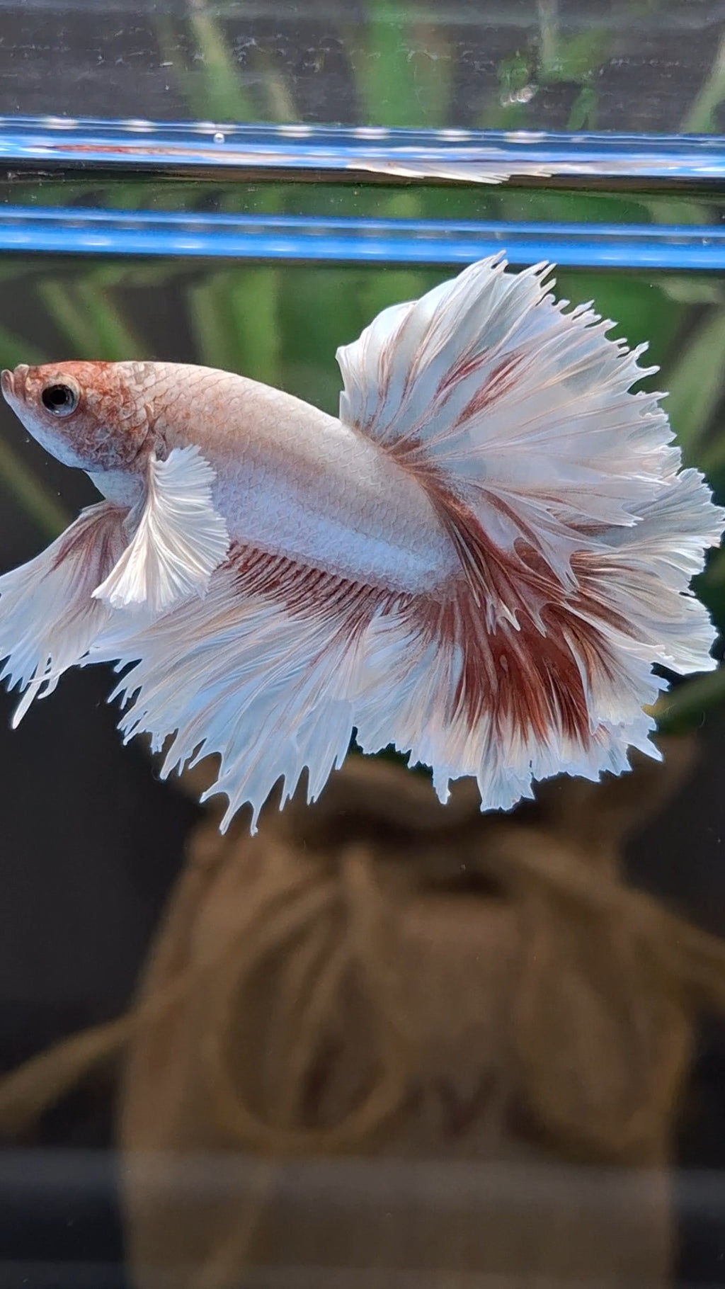 Halfmoon King Feathertail Dumbo Ear Dragon Rose Gold Rare Betta Fish Male