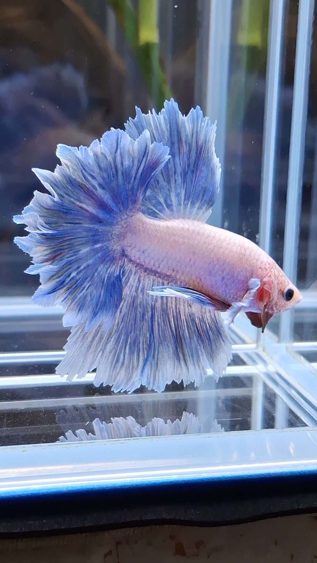 Halfmoon Feathertail Blue Sky Purple Wash Betta Fish Male