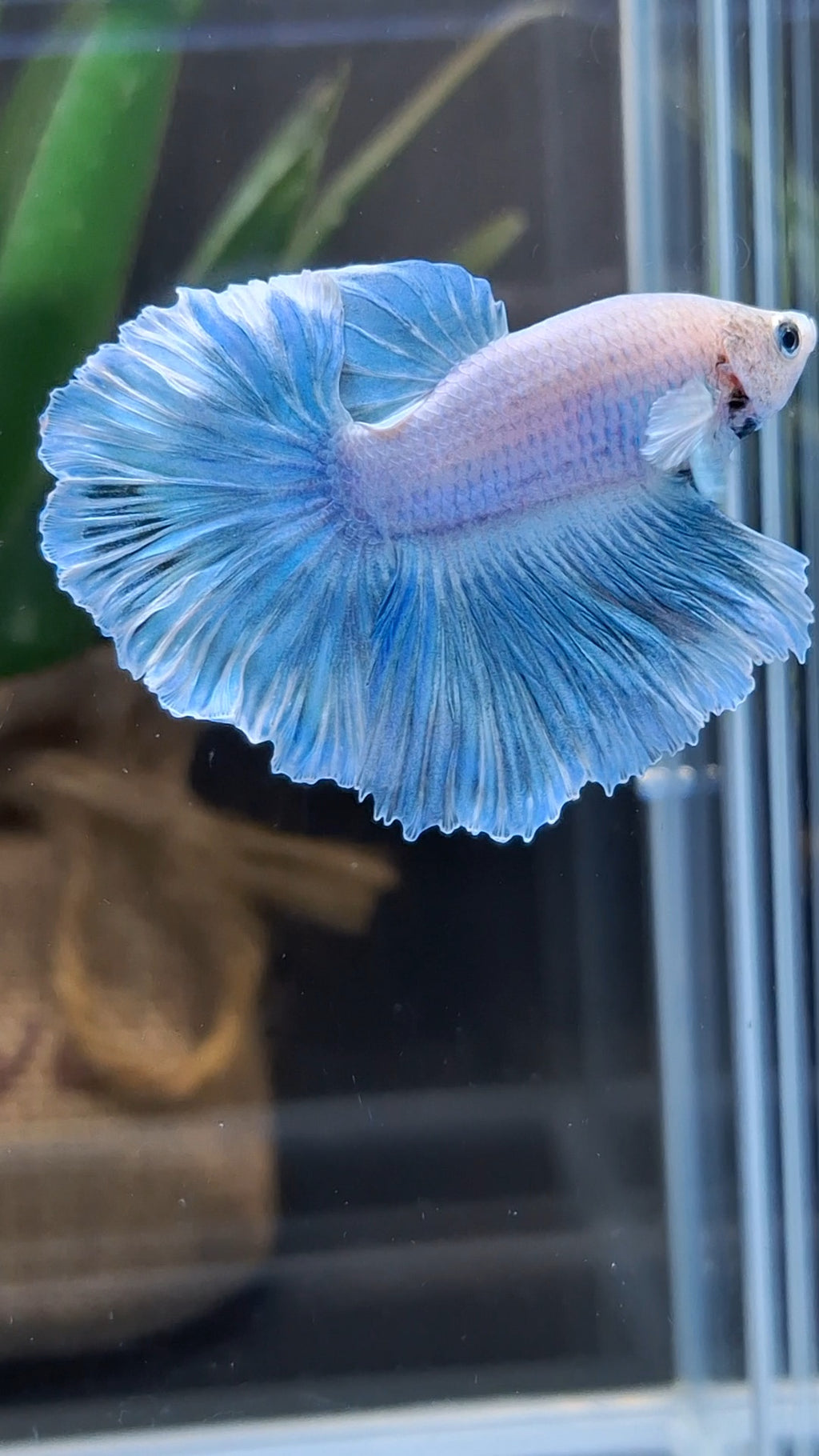 Halfmoon Feathertail Dumbo Ear Blue Sky Betta Fish Male